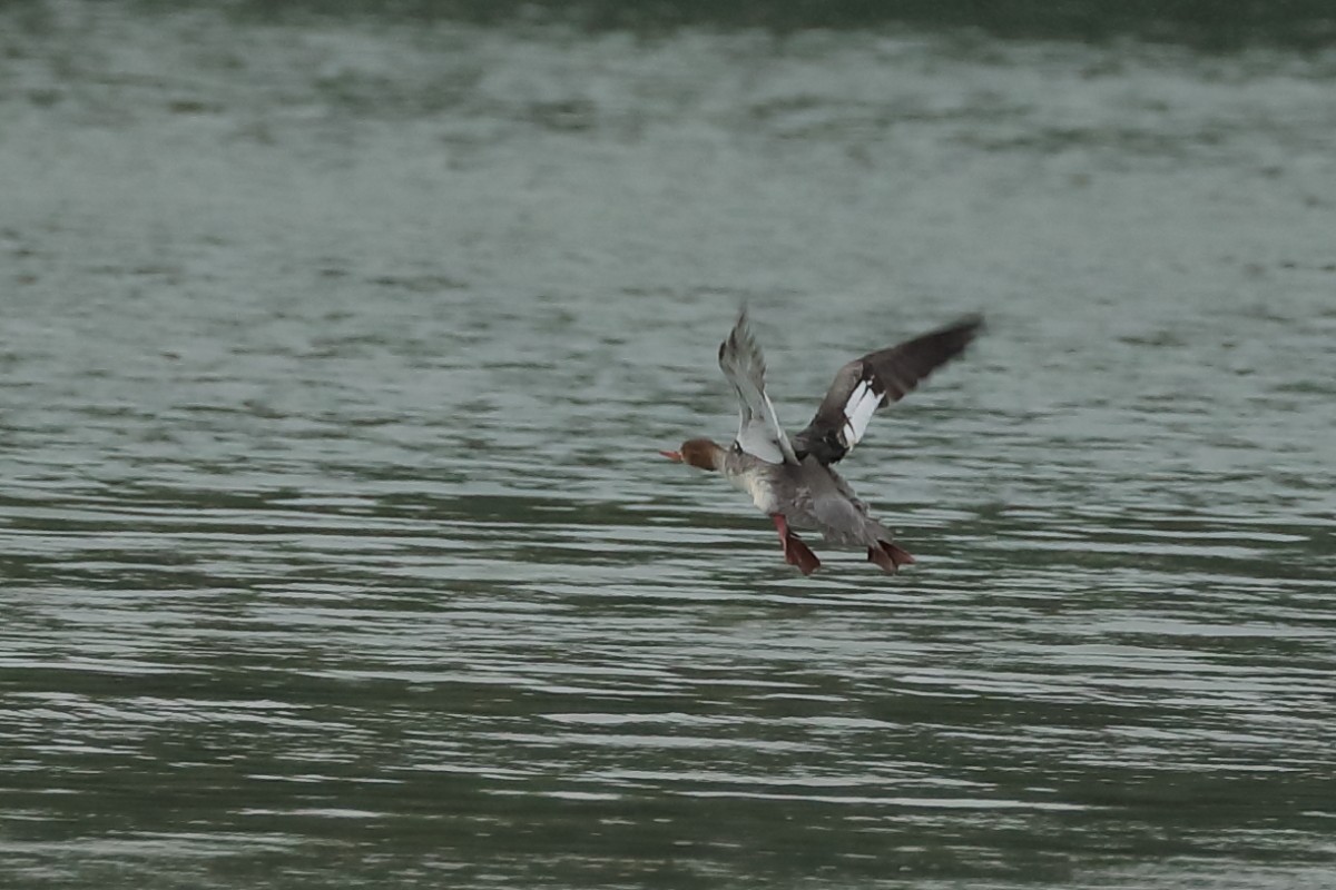 Red-breasted Merganser - ML215304691