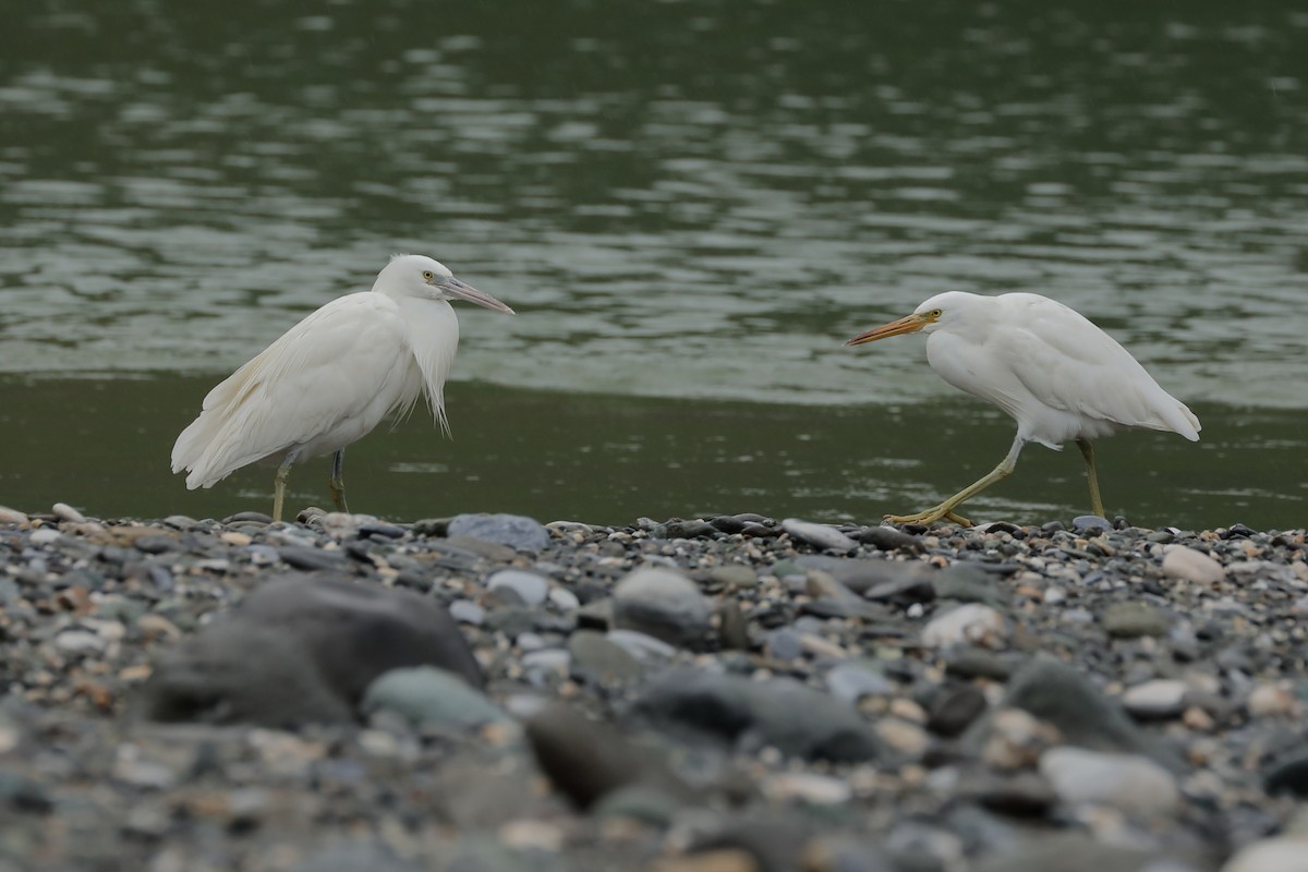 Pacific Reef-Heron - ML215304711