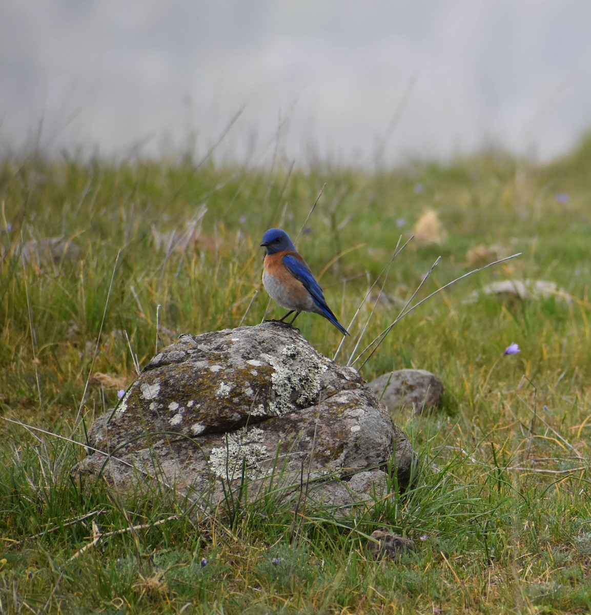 Western Bluebird - ML215306381