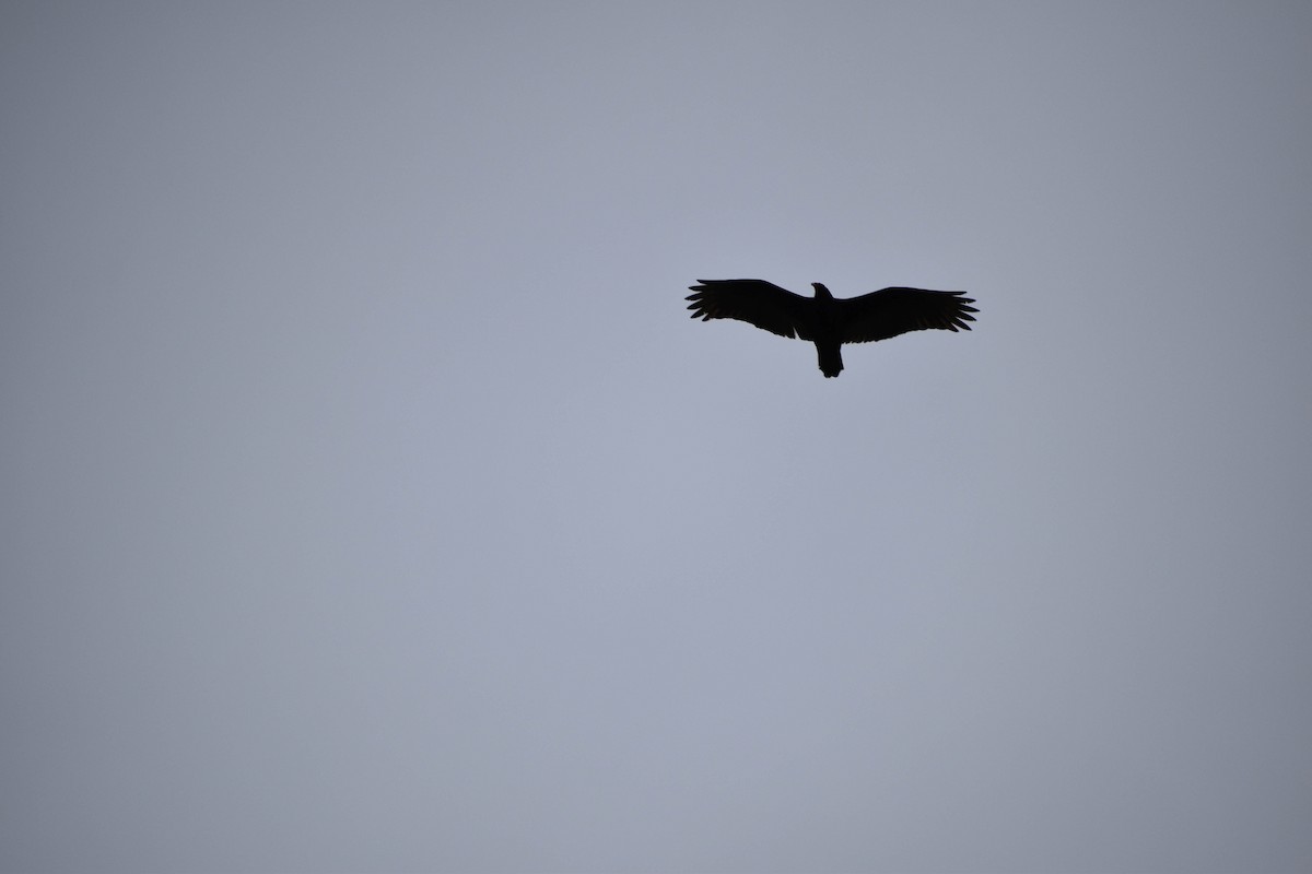 Common Raven - ML215306391