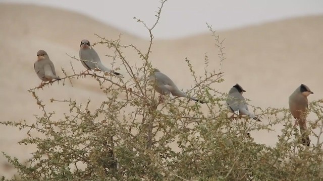 חיוורנית - ML215307351