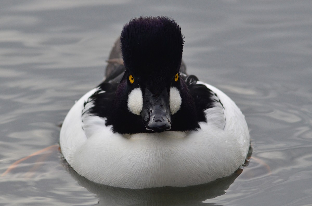 Common Goldeneye - Christian  Schwarz