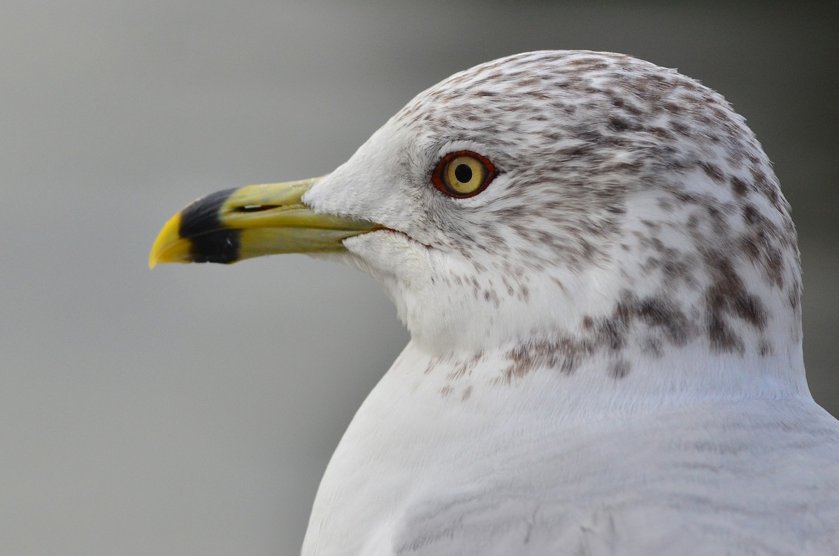 Ring-billed Gull - Christian  Schwarz