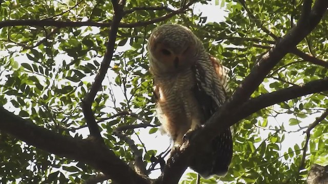 Spotted Wood-Owl - ML215311811