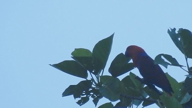 Papuan Eclectus - ML215312051