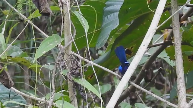 Emperor Fairywren - ML215312261