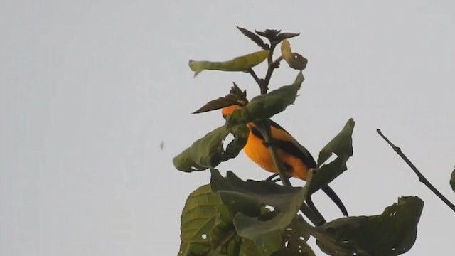 Golden Monarch - ML215312841