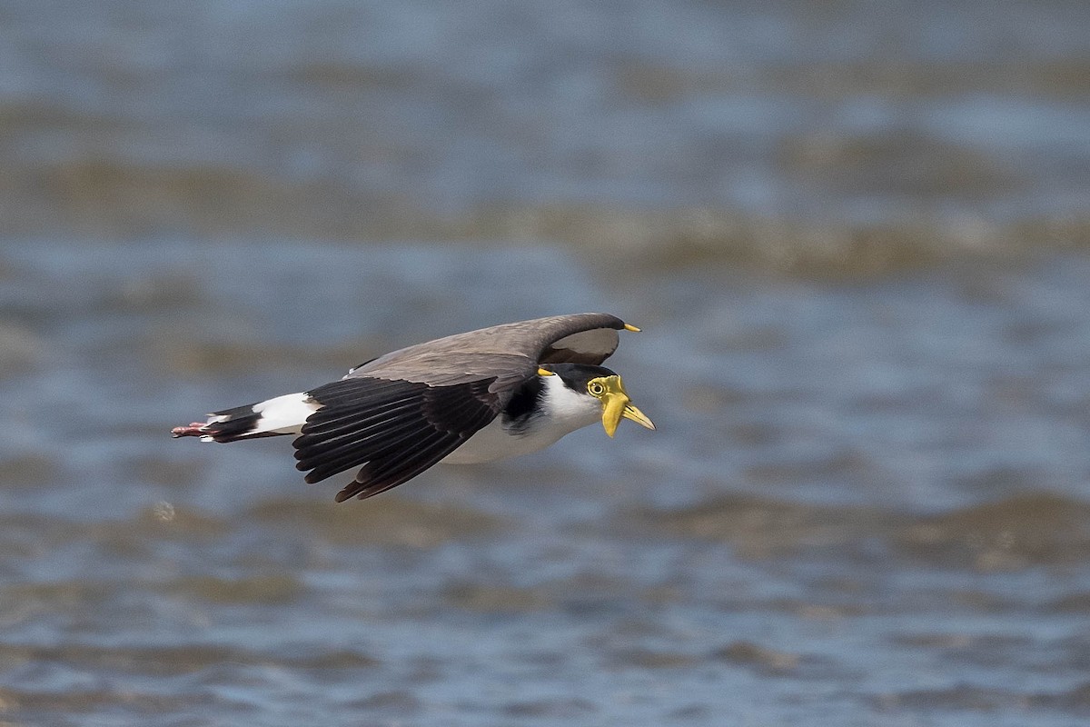 Masked Lapwing - ML215315441