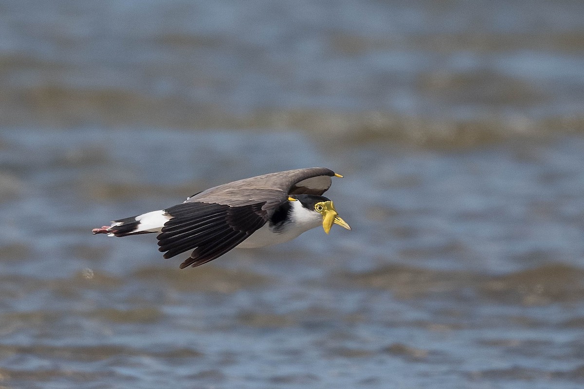 Masked Lapwing - Terence Alexander