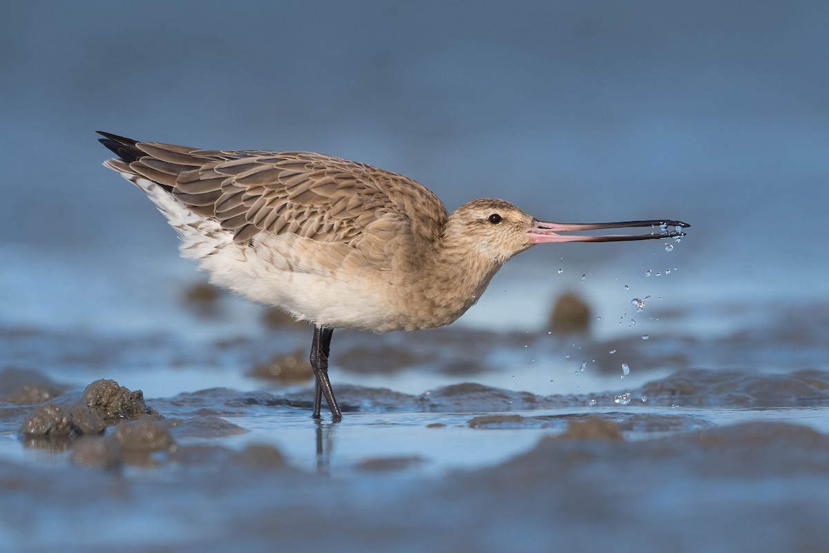 Bar-tailed Godwit - ML215315761