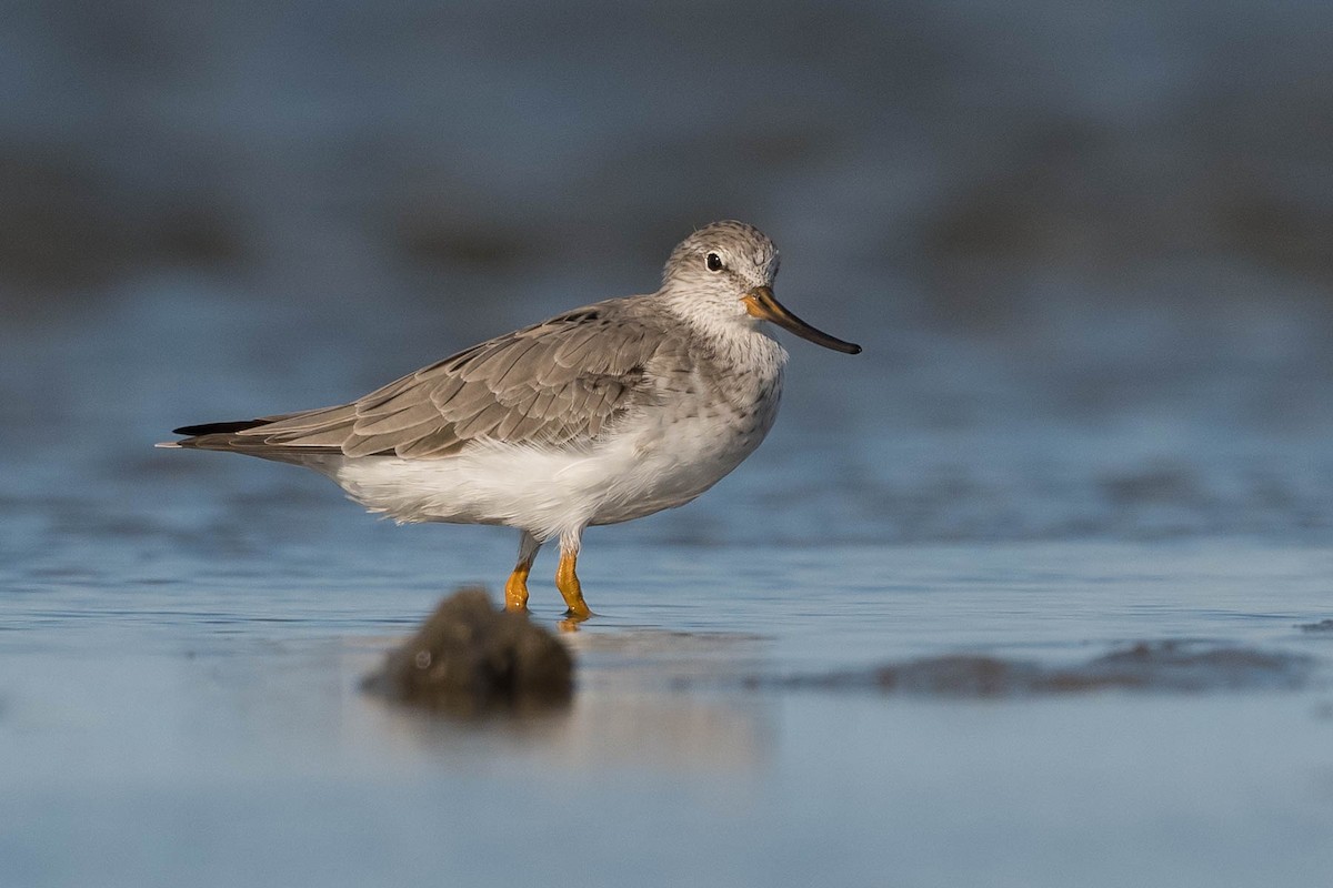 Terek Sandpiper - Terence Alexander