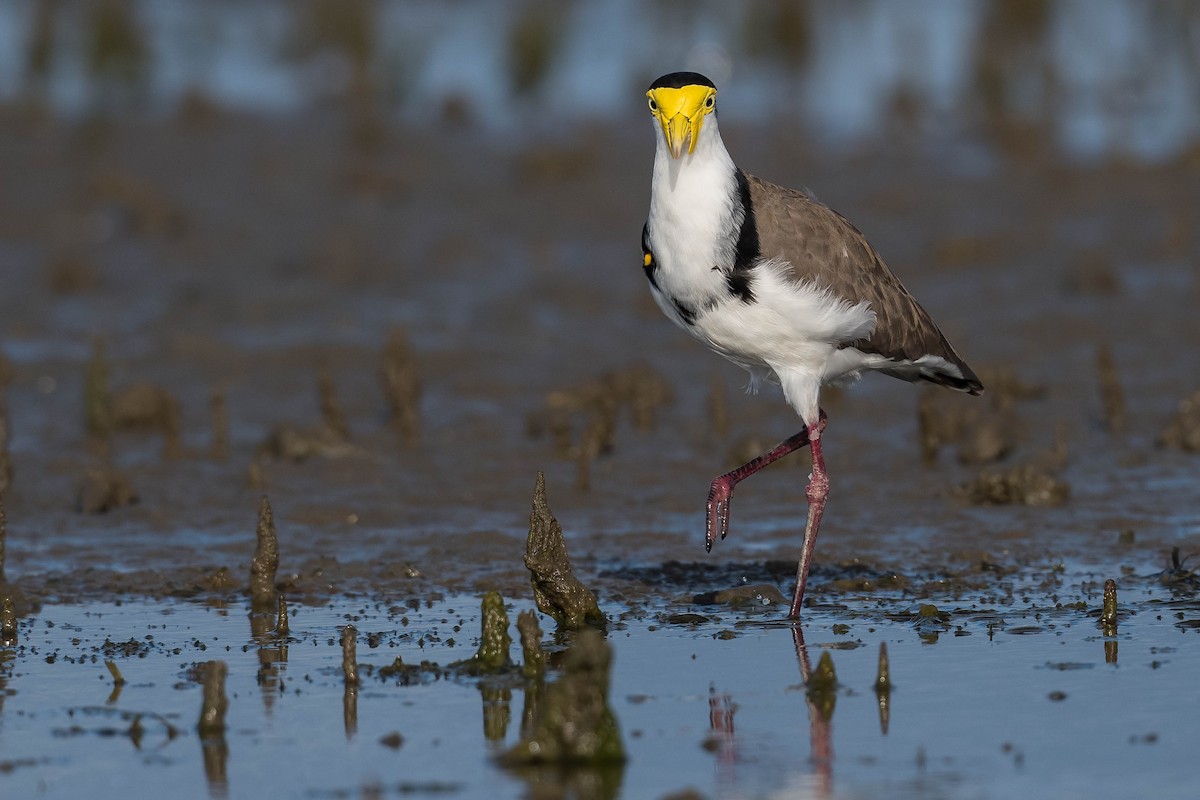 Masked Lapwing - ML215316341