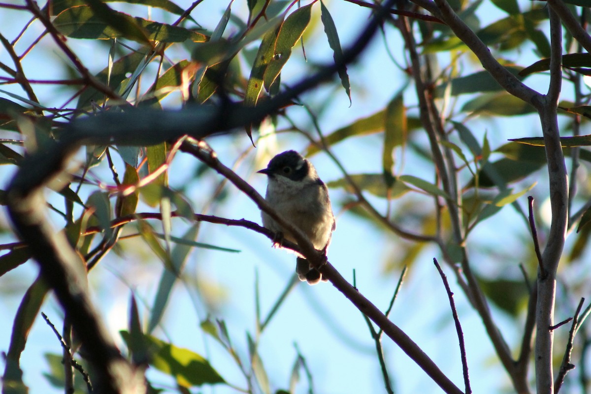 Brown-headed Honeyeater - Sam Adams