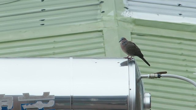 Spotted Dove - ML215320431