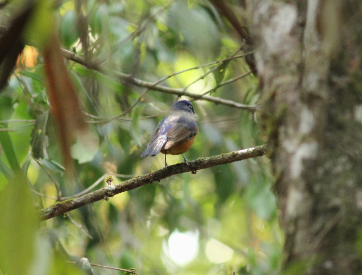 Fujian Niltava - ML215320451