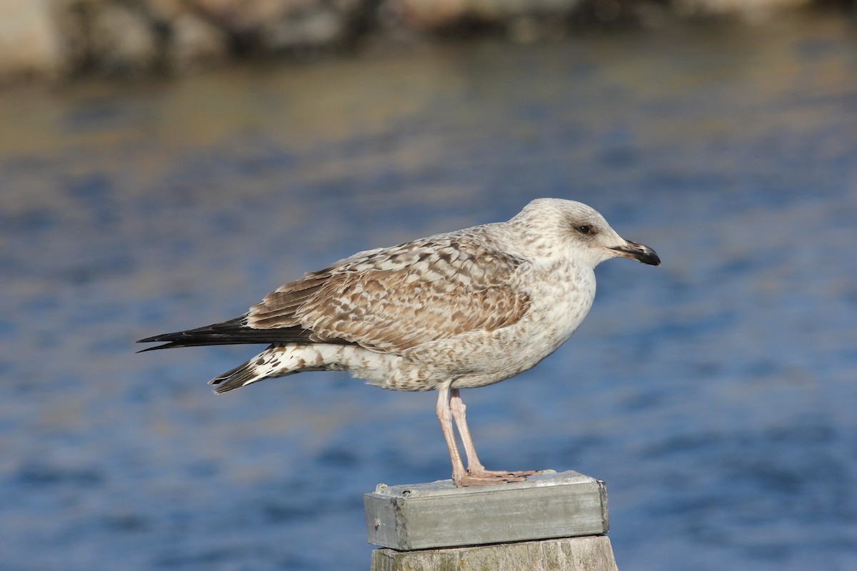 Yellow-legged Gull - ML215321171