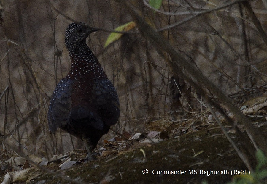 Painted Spurfowl - MS Raghunath