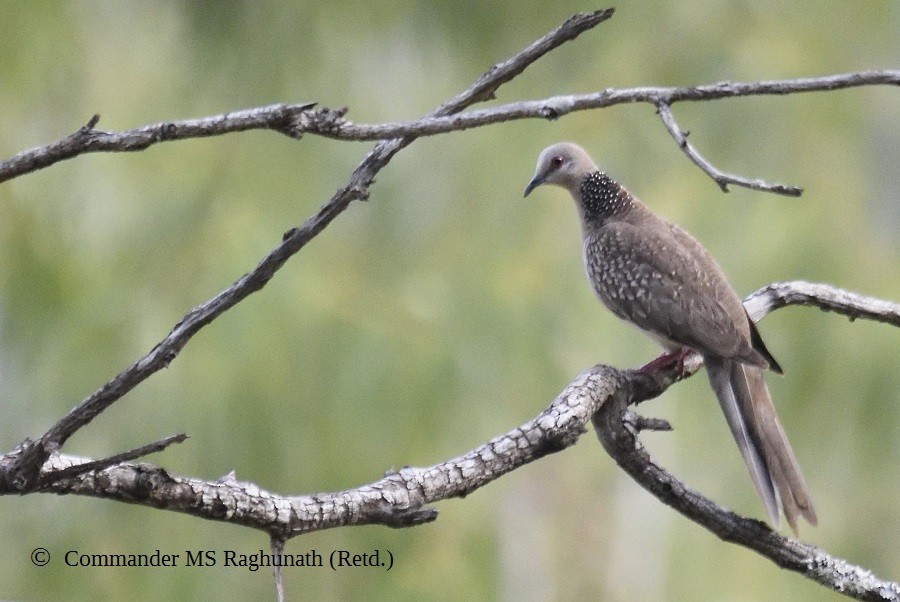 Spotted Dove - MS Raghunath