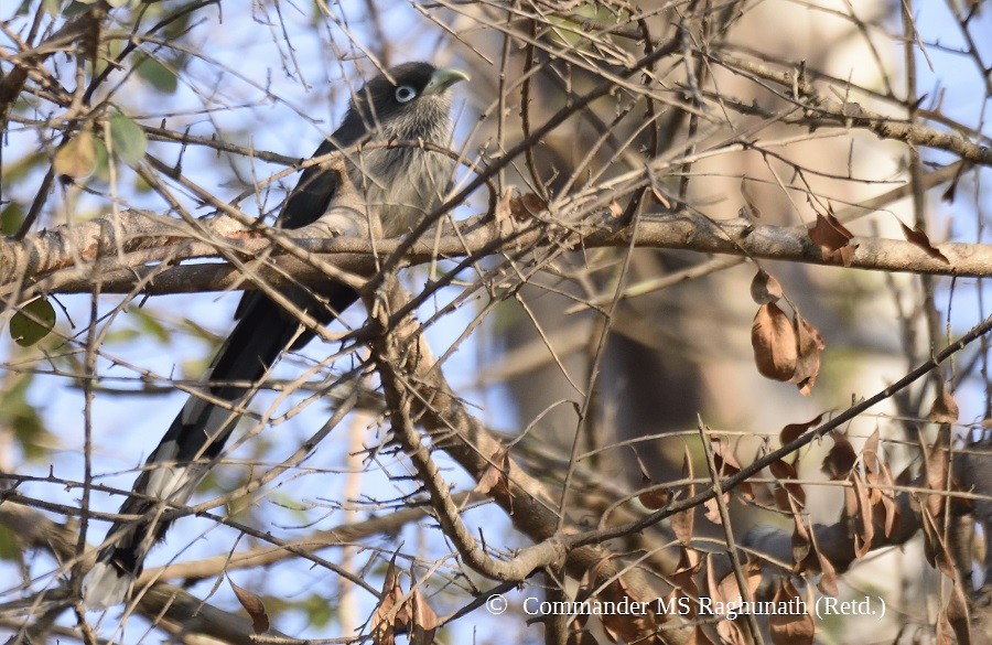 Blue-faced Malkoha - MS Raghunath