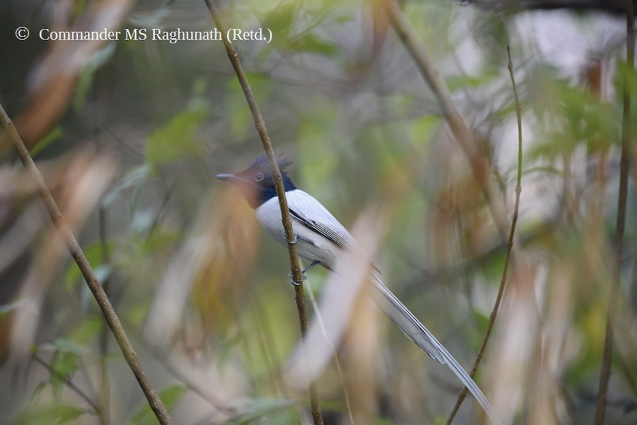 Indian Paradise-Flycatcher - MS Raghunath