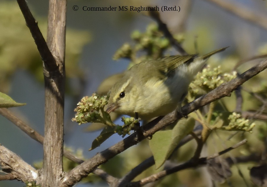 Green Warbler - MS Raghunath