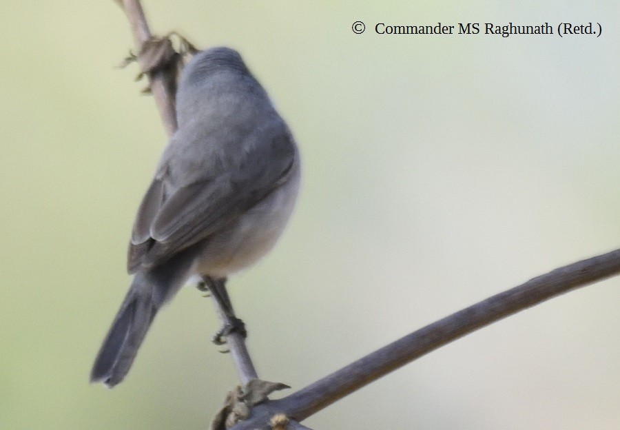 Lesser Whitethroat - MS Raghunath