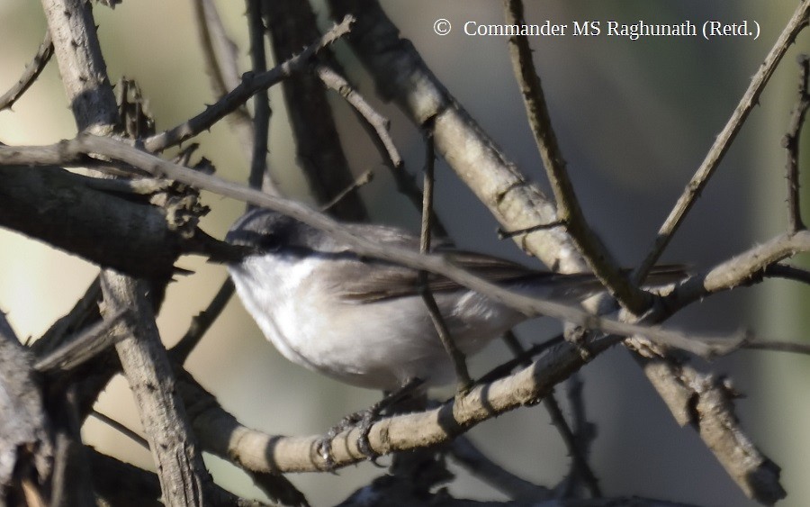 Lesser Whitethroat - ML215322091