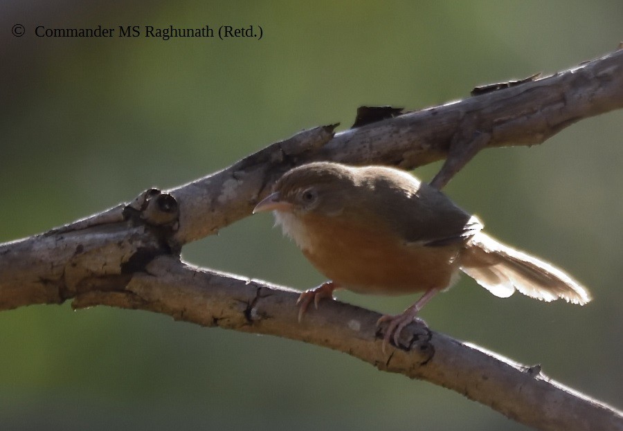 Tawny-bellied Babbler - MS Raghunath