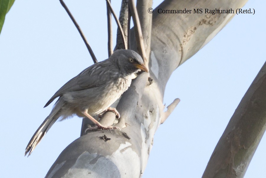 Jungle Babbler - MS Raghunath