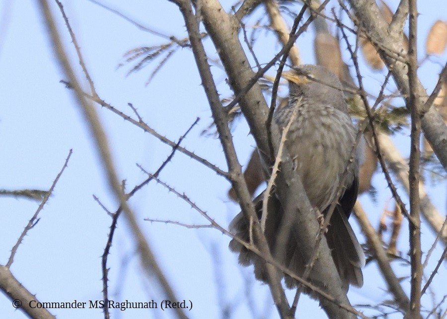 Jungle Babbler - MS Raghunath