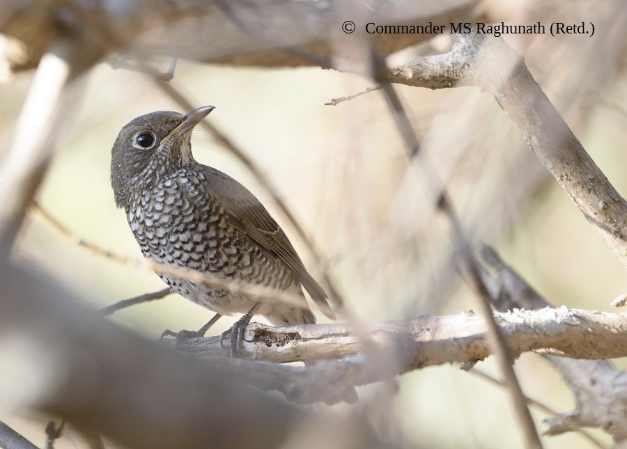 Blue-capped Rock-Thrush - MS Raghunath