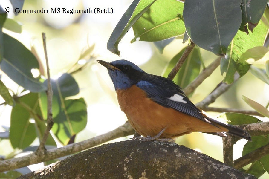 Blue-capped Rock-Thrush - MS Raghunath