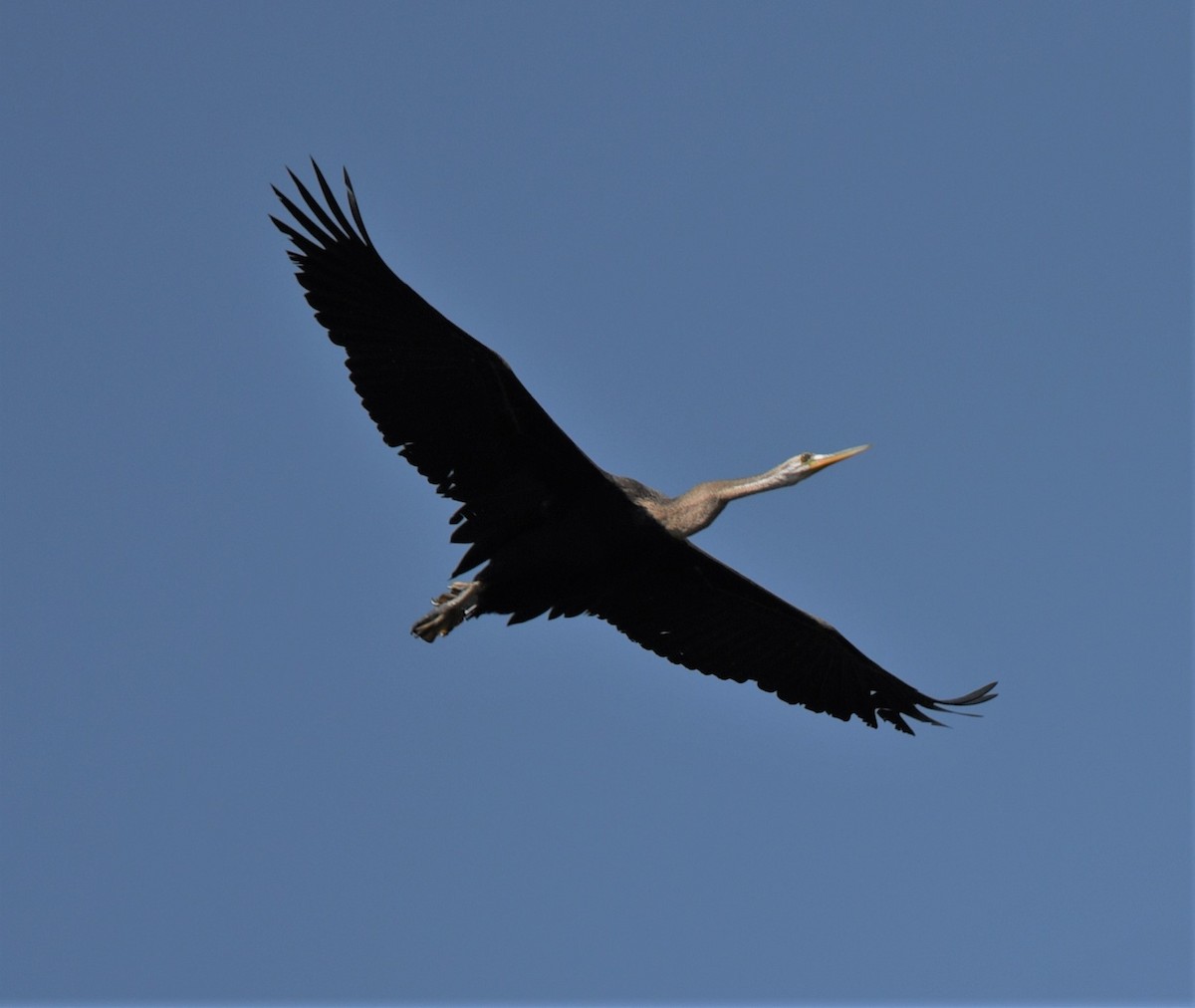 Oriental Darter - Sajeev Krishnan