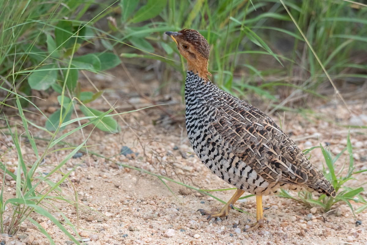 Coqui Francolin - ML215324681