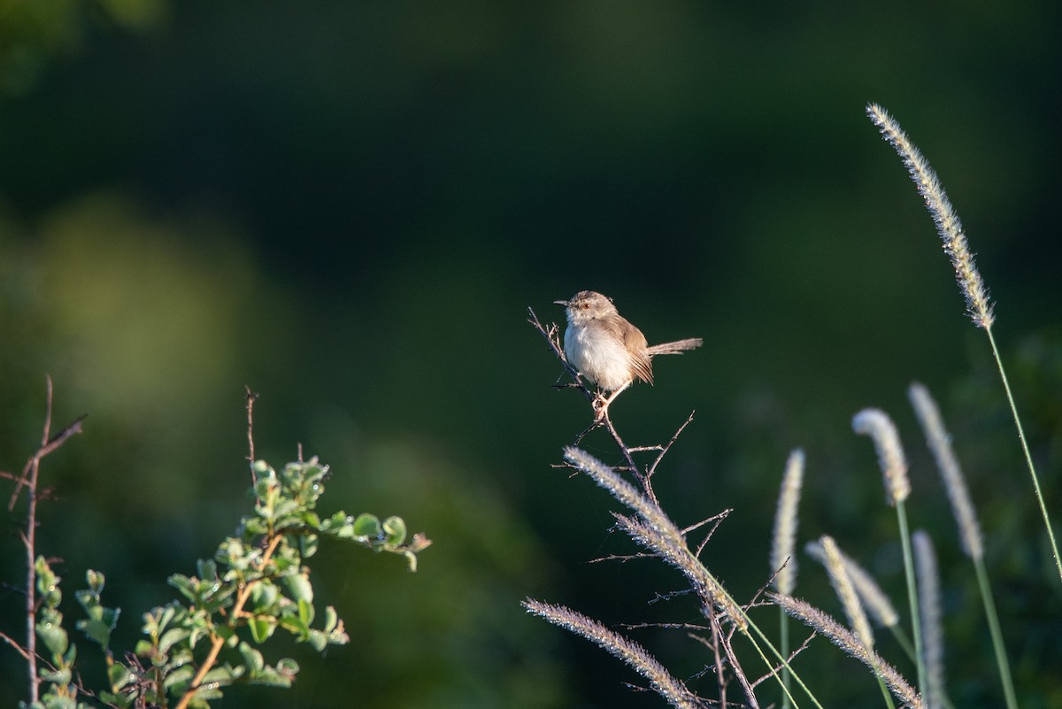 Tawny-flanked Prinia - ML215325901