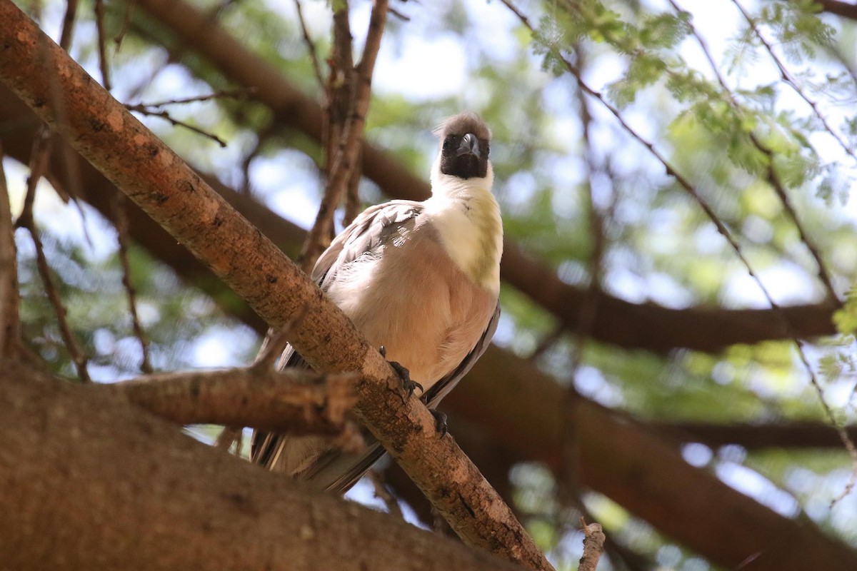 Bare-faced Go-away-bird (Black-faced) - ML215326341