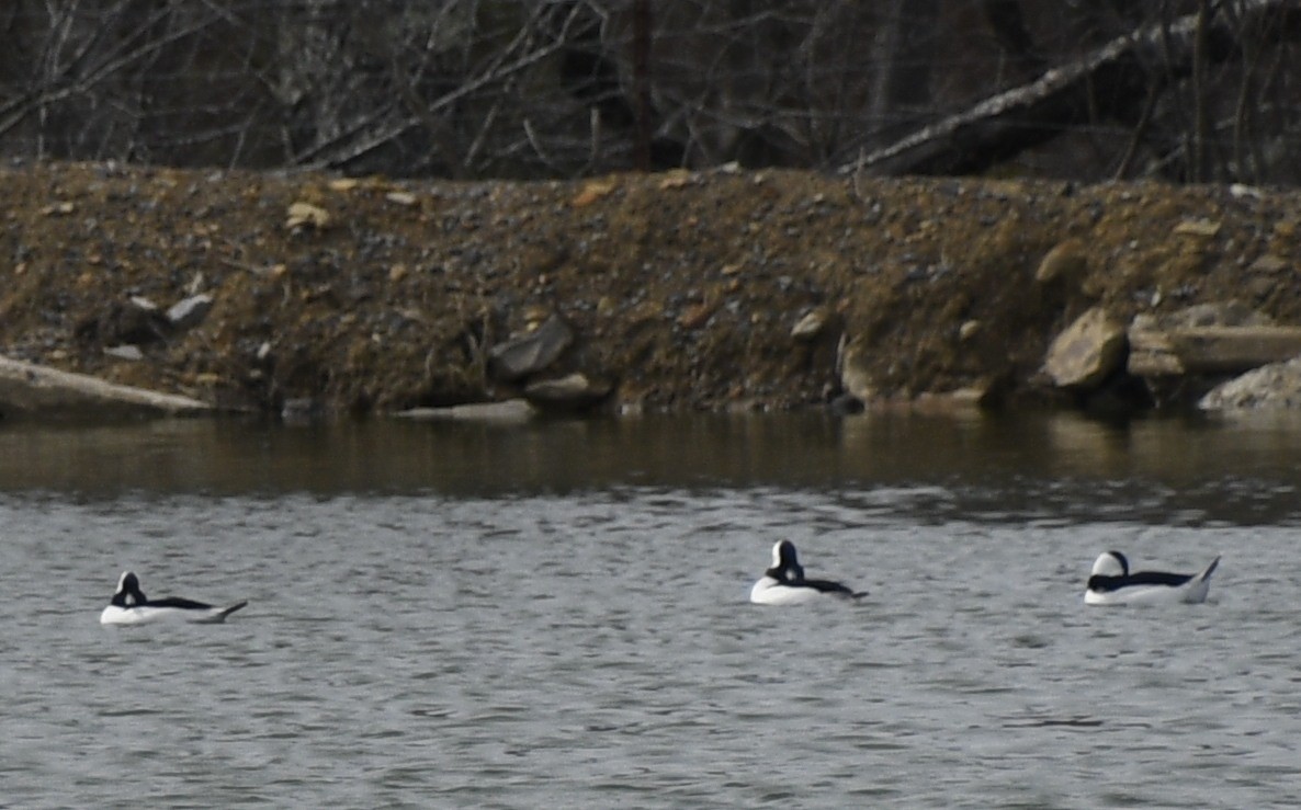 Bufflehead - Randy Bodkins