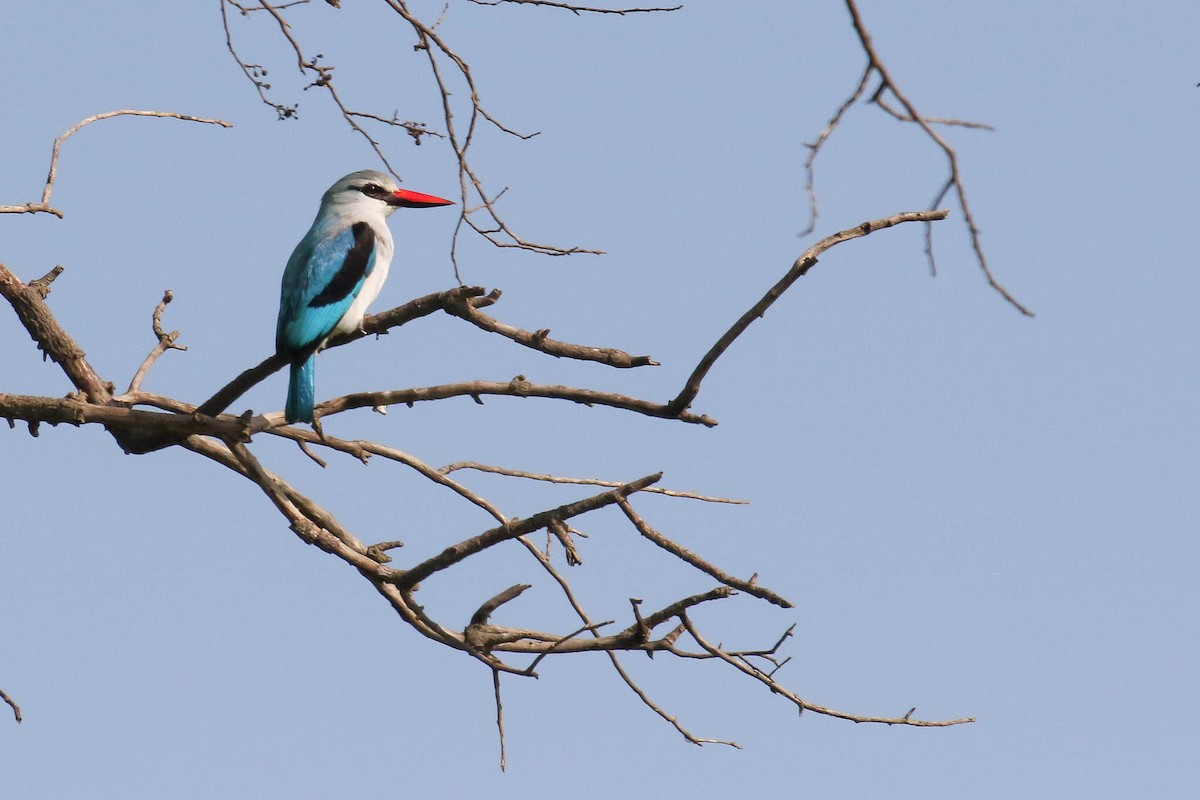 Woodland Kingfisher - ML215329921