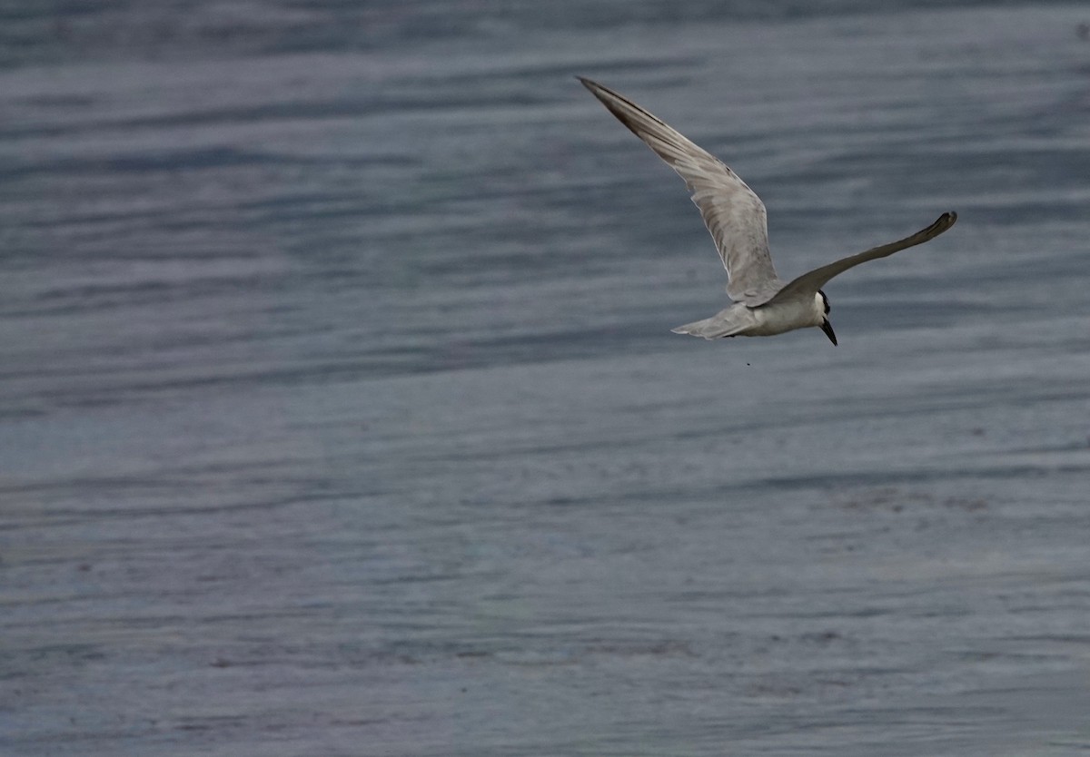 Whiskered Tern - ML215330451