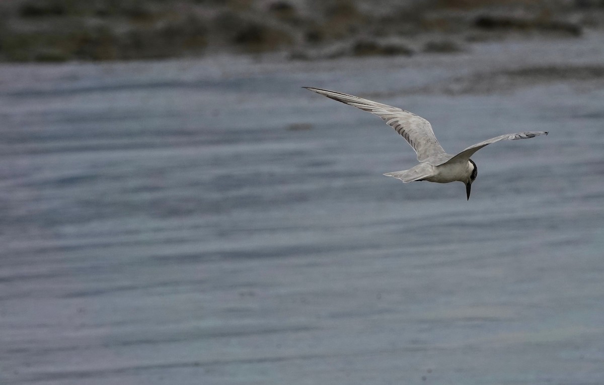 Whiskered Tern - ML215330611