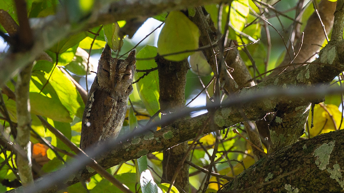 Oriental Scops-Owl - Robert Tizard