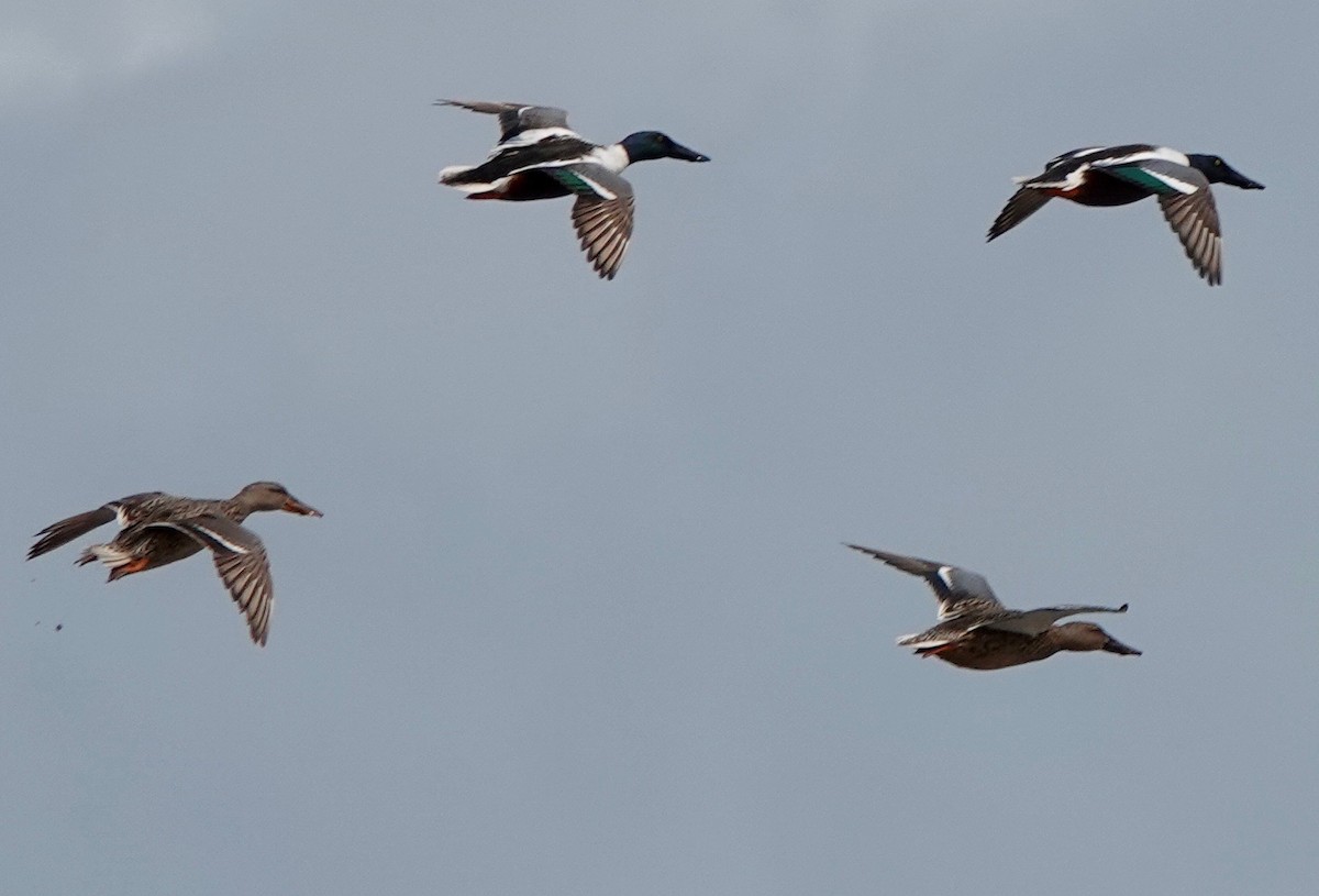 Northern Shoveler - Martin Kennewell