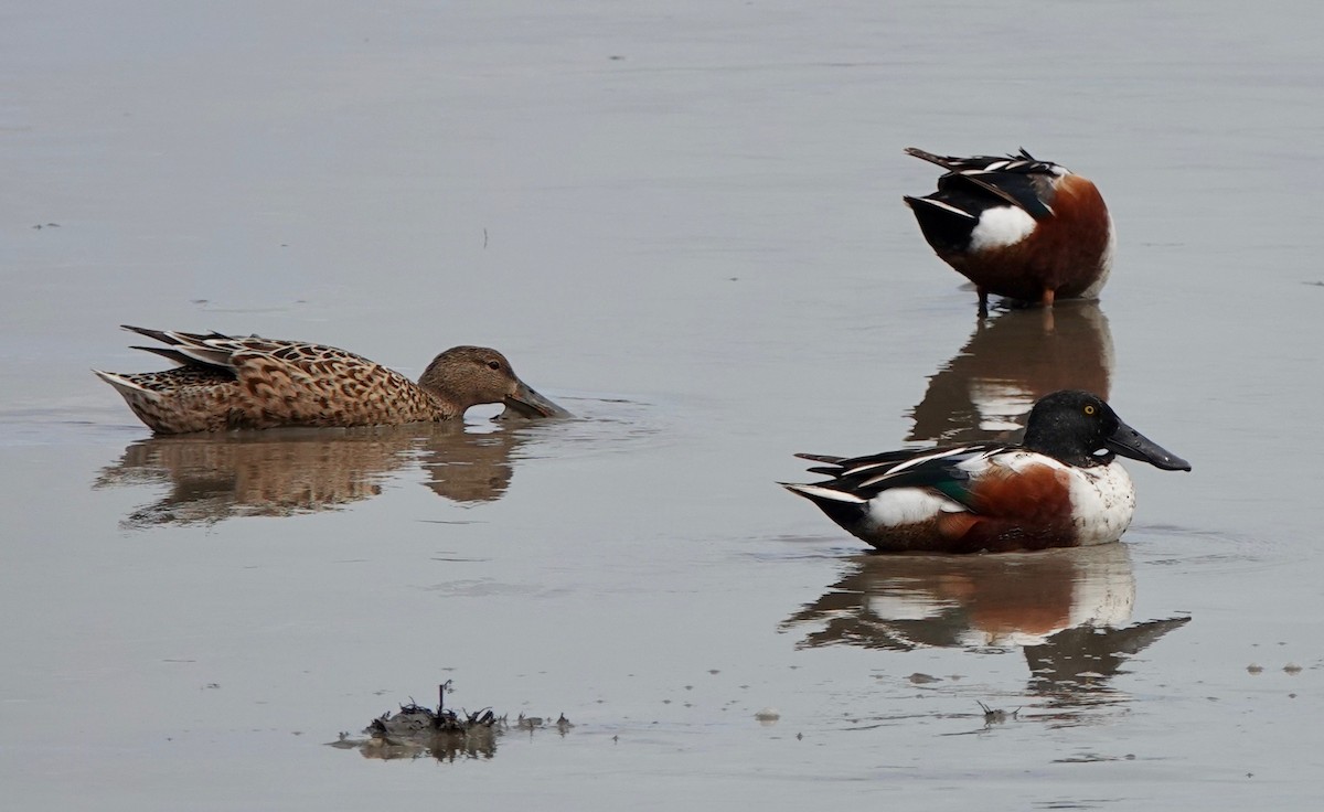 Northern Shoveler - Martin Kennewell