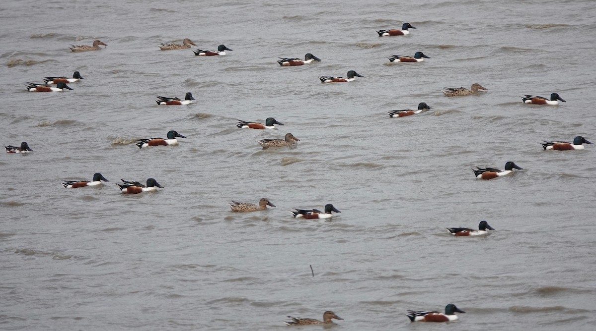 Northern Shoveler - Martin Kennewell