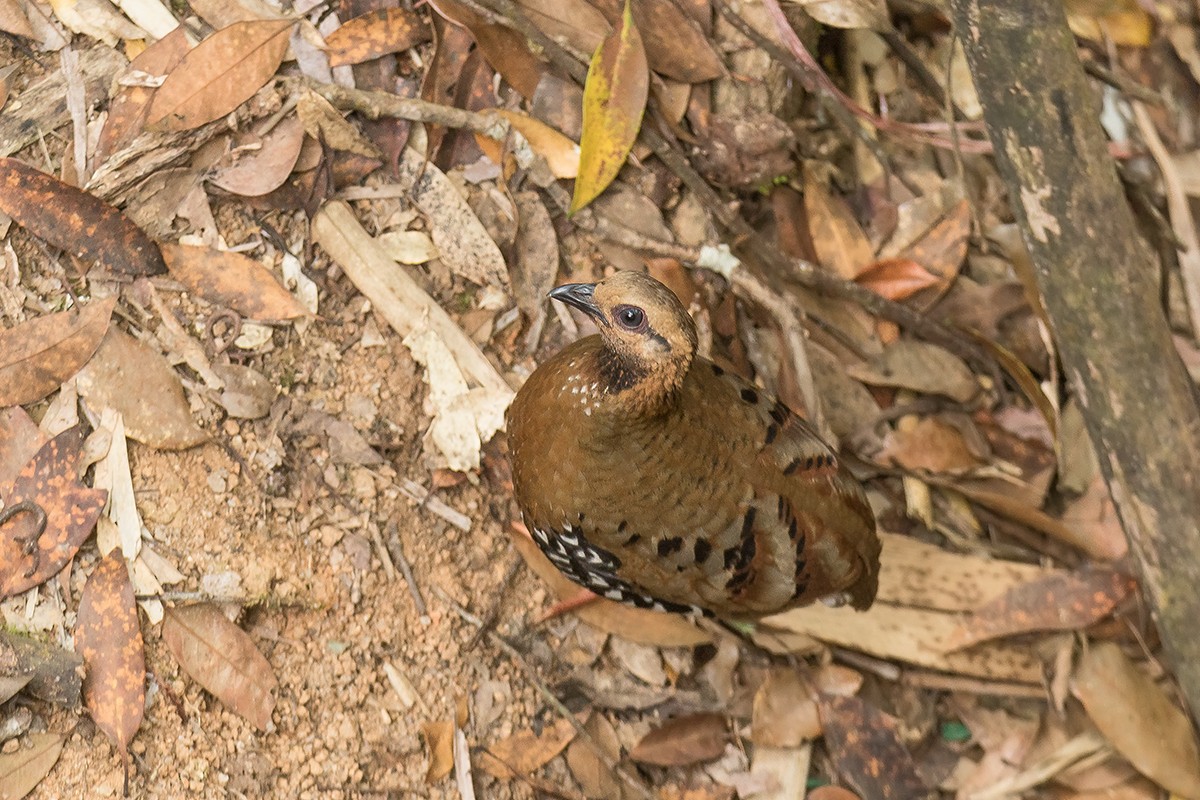 Камбоджийская лесная куропатка (diversa) - ML215332481