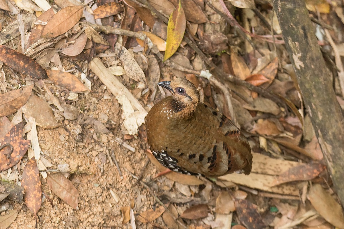 Chestnut-headed Partridge (Siamese) - ML215332481