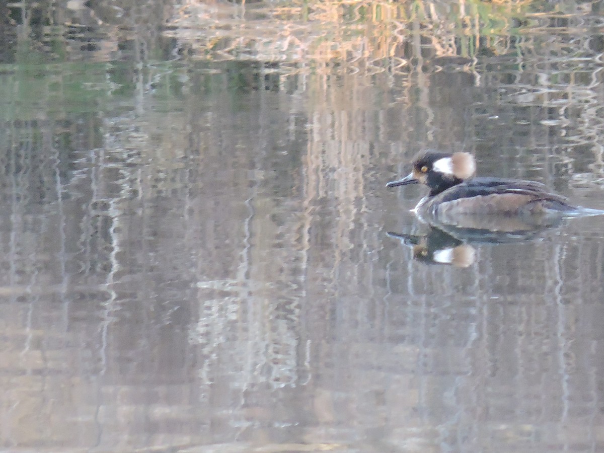 Hooded Merganser - ML215333291