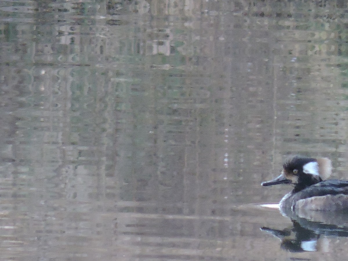 Hooded Merganser - ML215333301