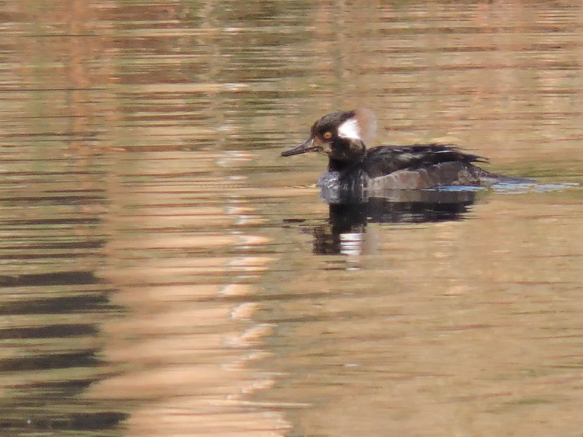 Hooded Merganser - ML215333311