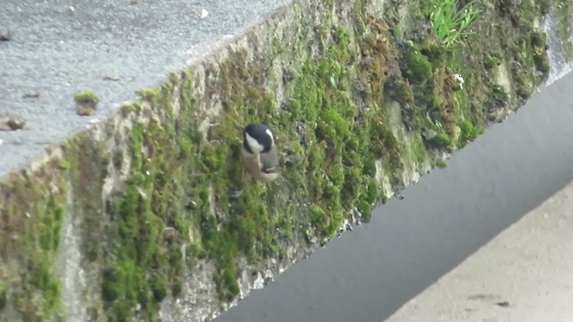 Coal Tit - ML215334031